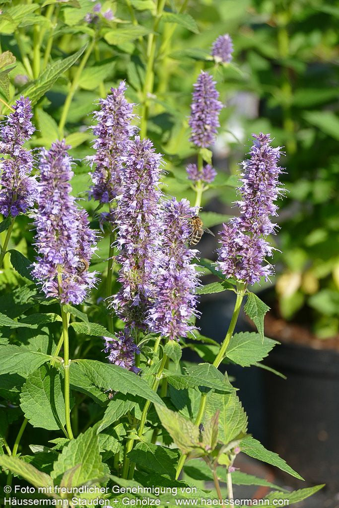 Duftnessel 'Blue Fortune' (Agastache rugosa)