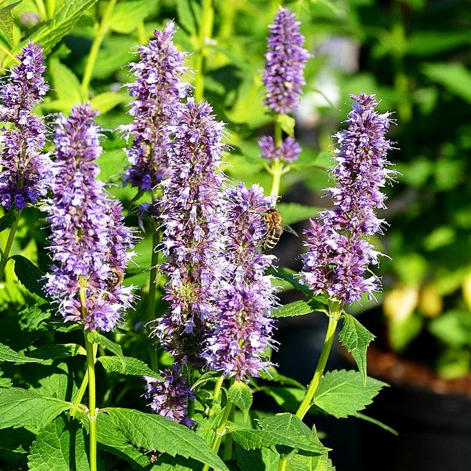 Duftnessel 'Blue Fortune' (Agastache rugosa)