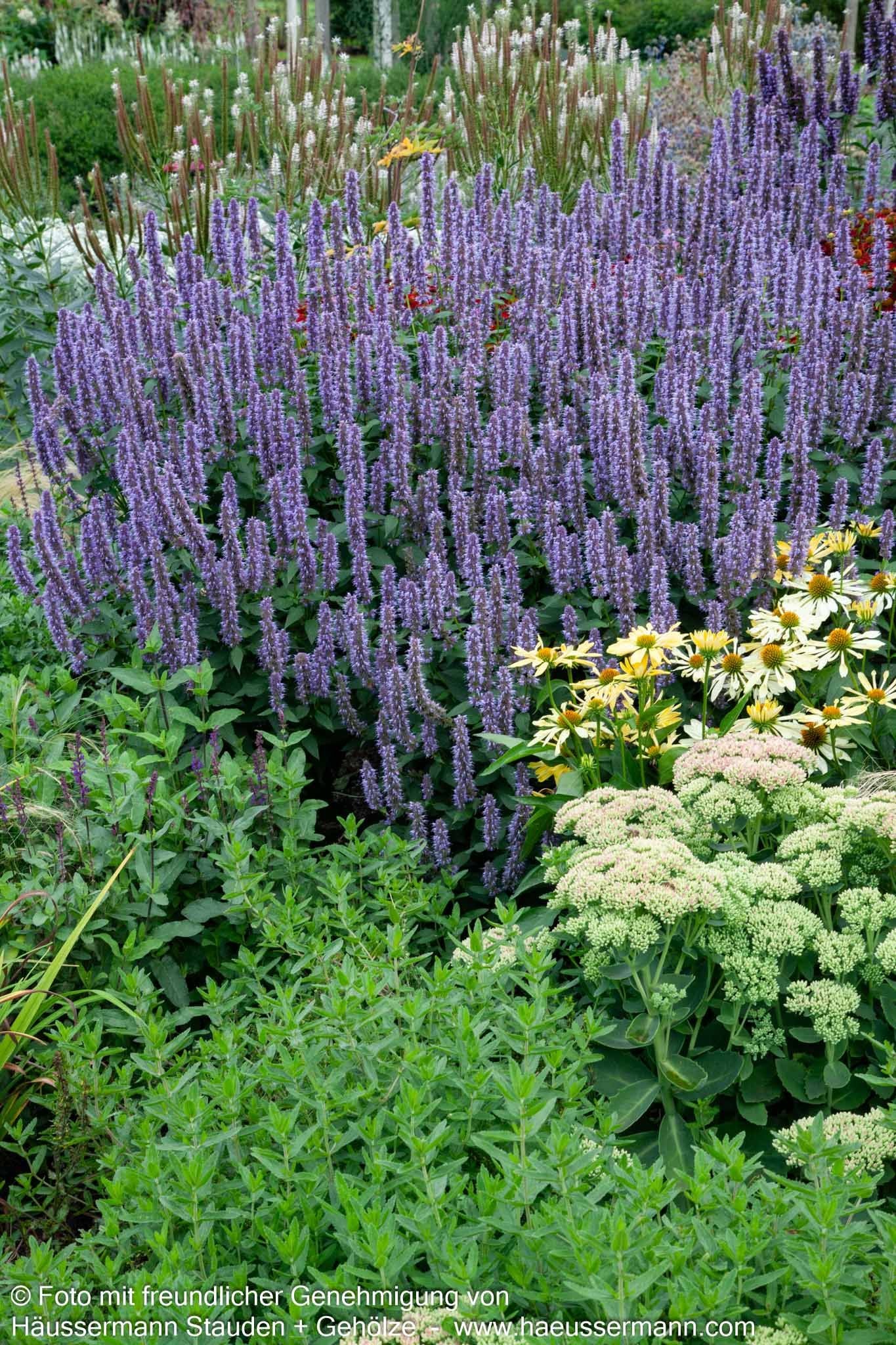 Duftnessel 'Blue Fortune' (Agastache rugosa)