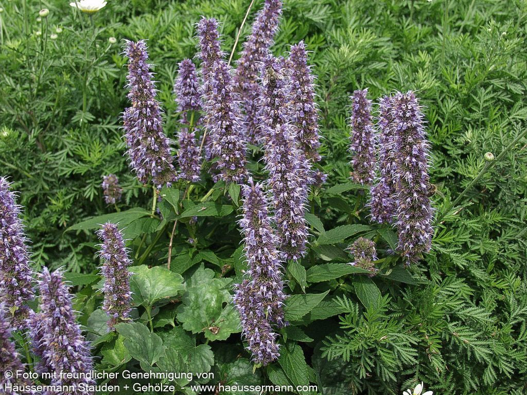 Duftnessel 'Blue Fortune' (Agastache rugosa)