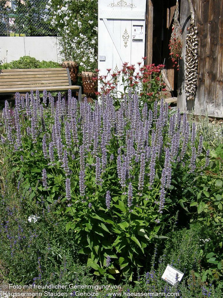 Duftnessel 'Blue Fortune' (Agastache rugosa)