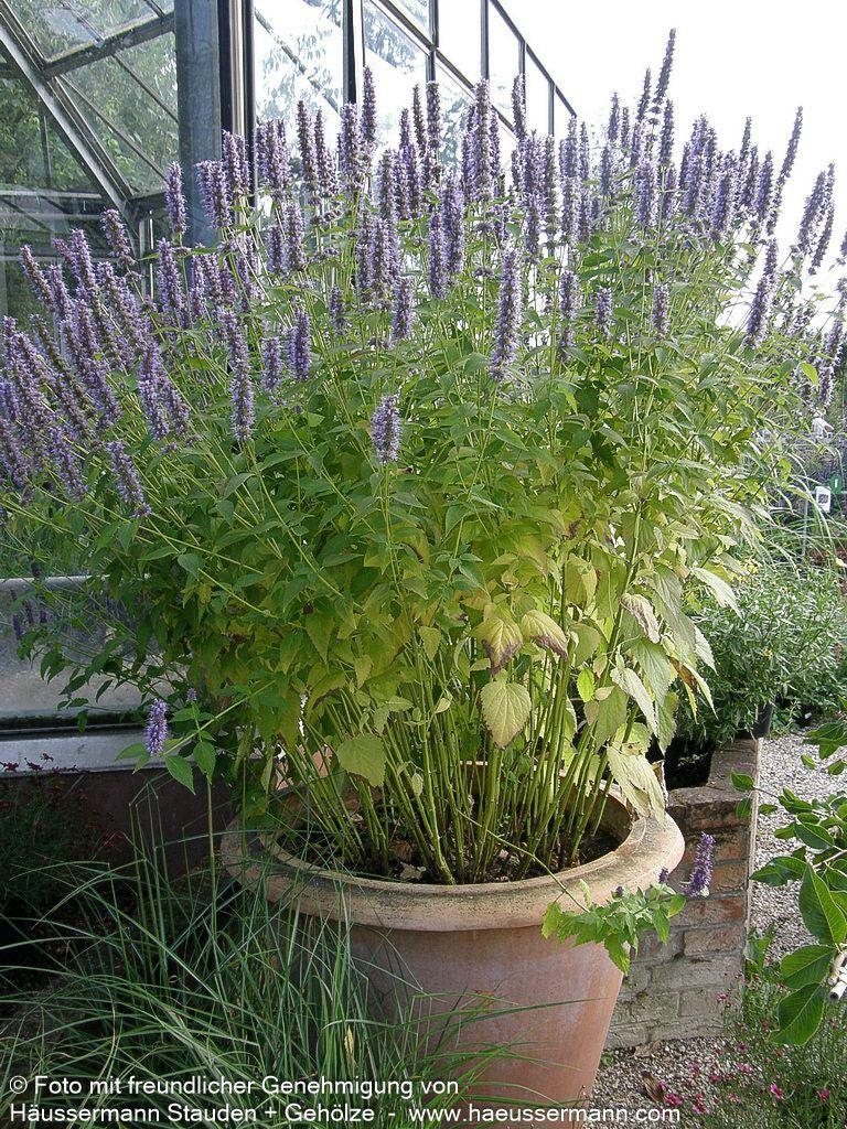 Duftnessel 'Blue Fortune' (Agastache rugosa)