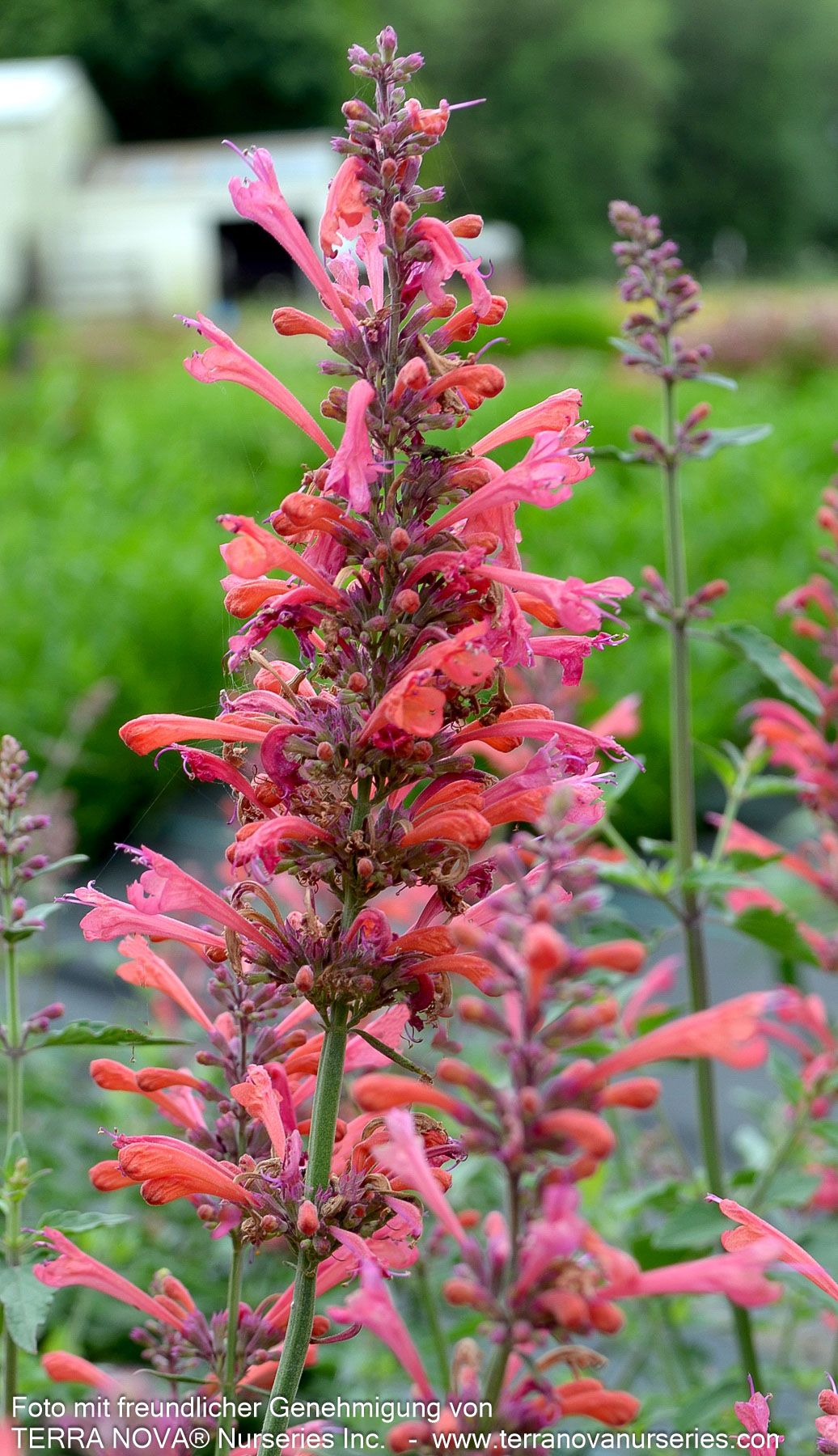 Duftnessel 'Coral' (Agastache Kudos-Serie)