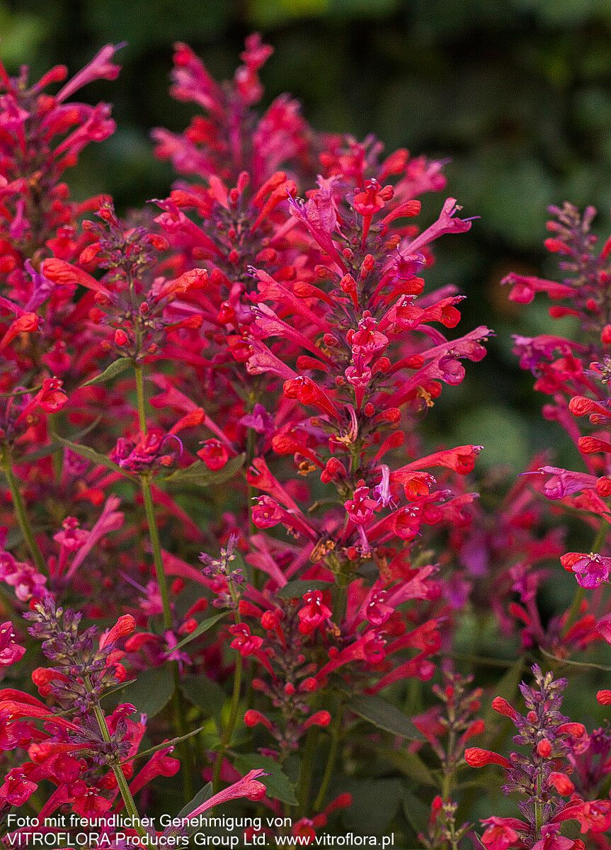 Duftnessel 'Coral' (Agastache Kudos-Serie)