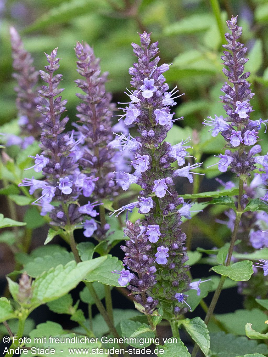 Duftnessel 'Little Adder' (Agastache rugosa)