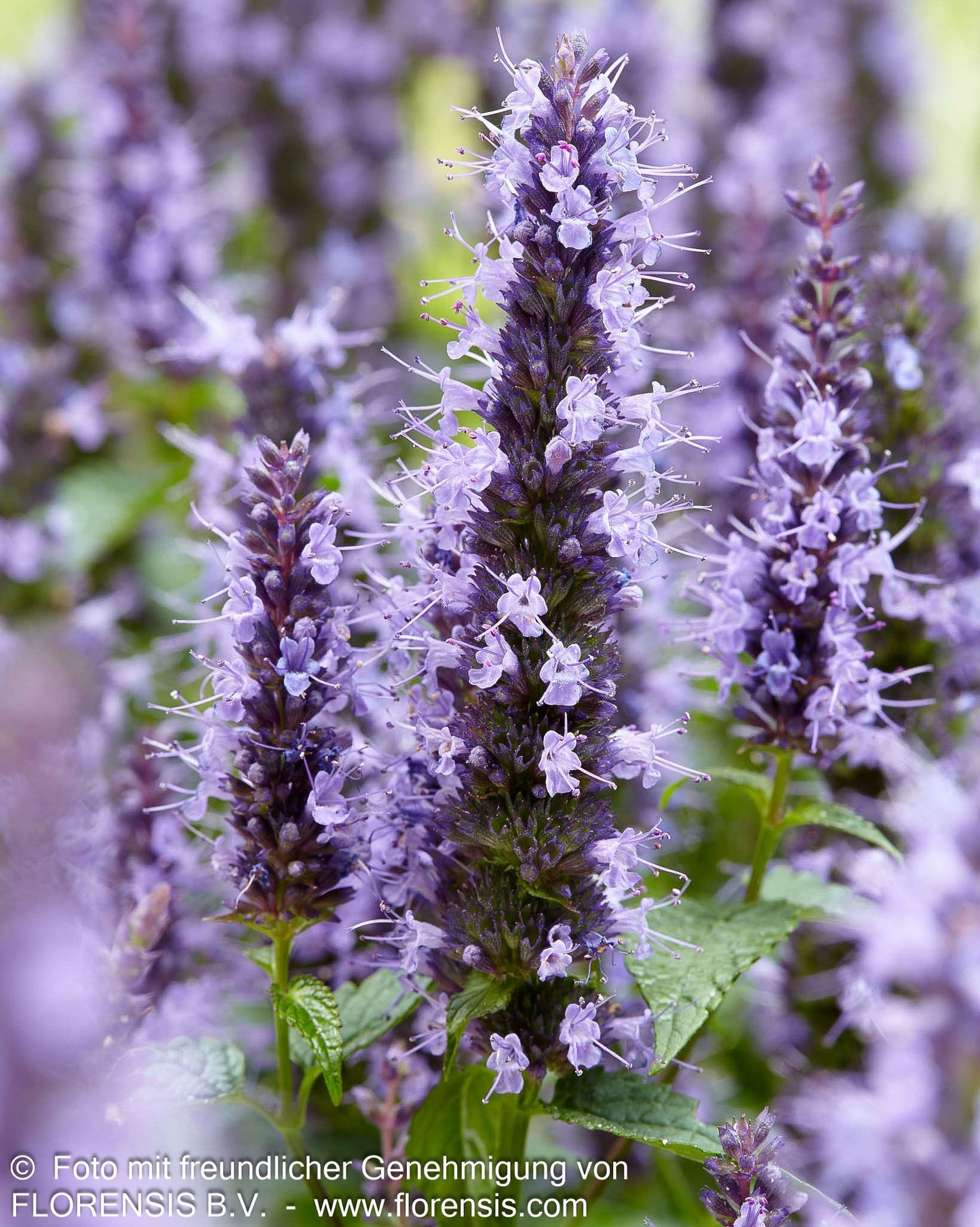 Duftnessel 'Little Adder' (Agastache rugosa)