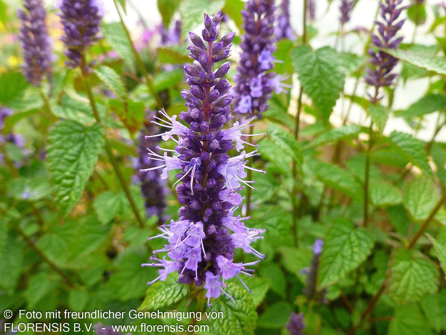 Duftnessel 'Little Adder' (Agastache rugosa)