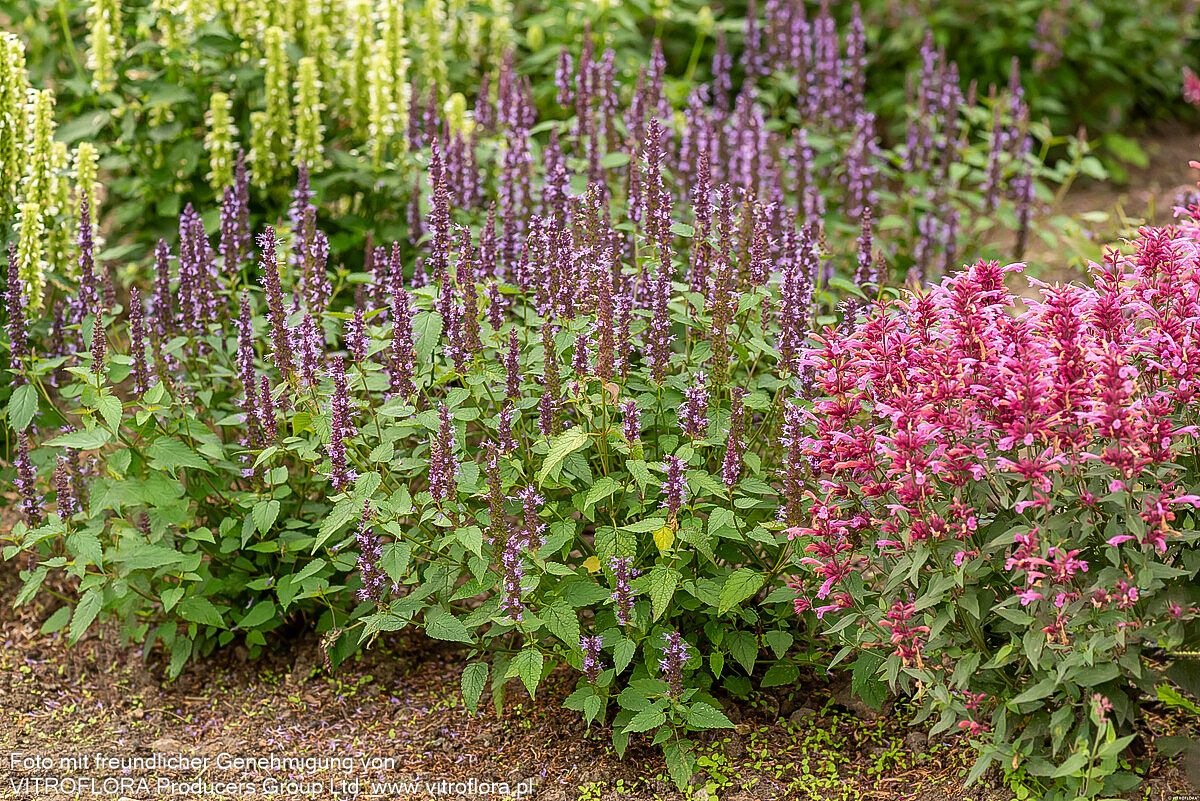 Duftnessel 'Little Adder' (Agastache rugosa)