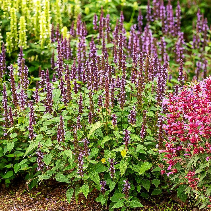Duftnessel 'Little Adder' (Agastache rugosa)