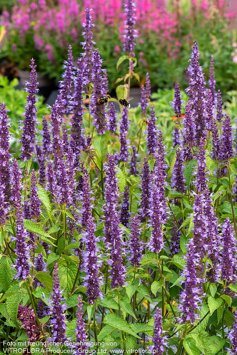 Duftnessel 'Little Adder' (Agastache rugosa)