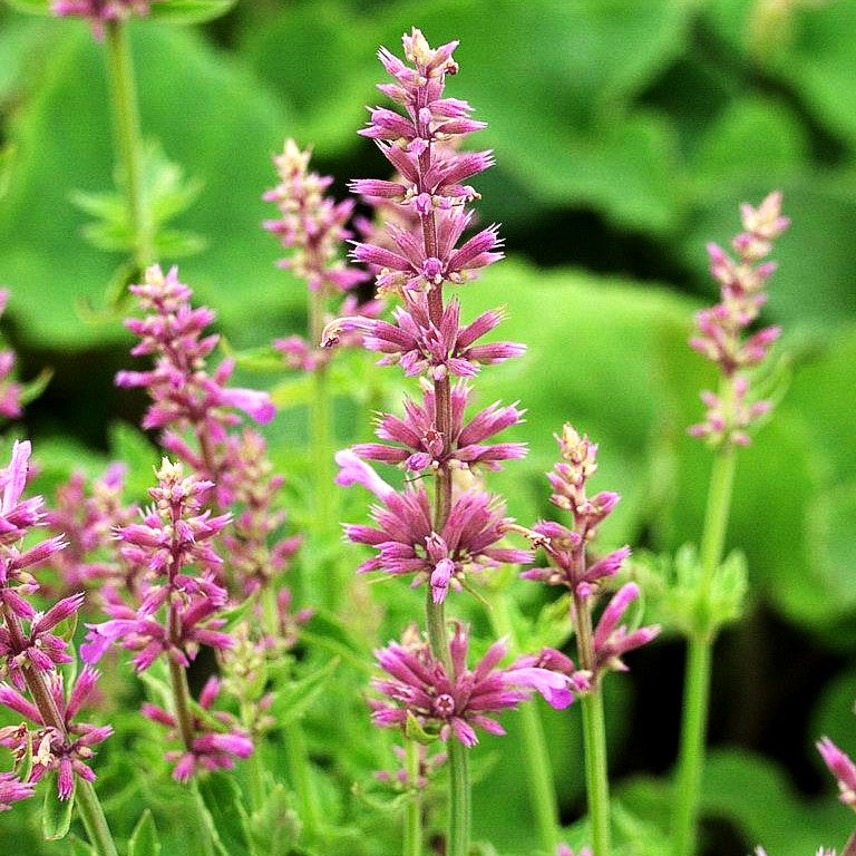 Duftnessel 'Pink Pop' (Agastache pallid.neomexicana)