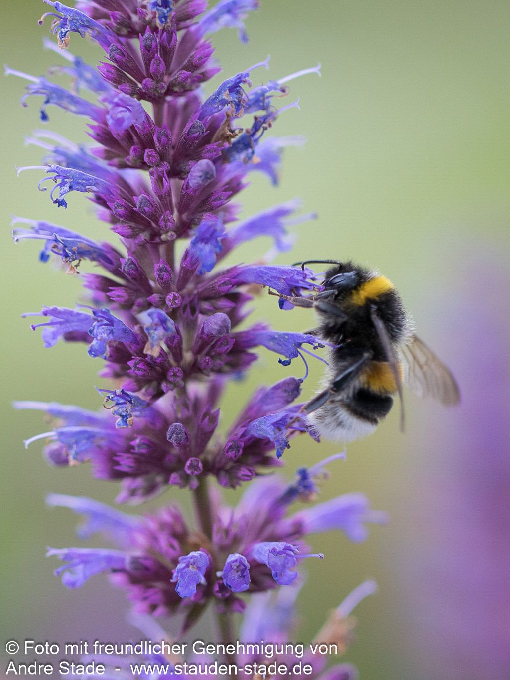 Duftnessel 'Purple Haze' (Agastache foeniculum)