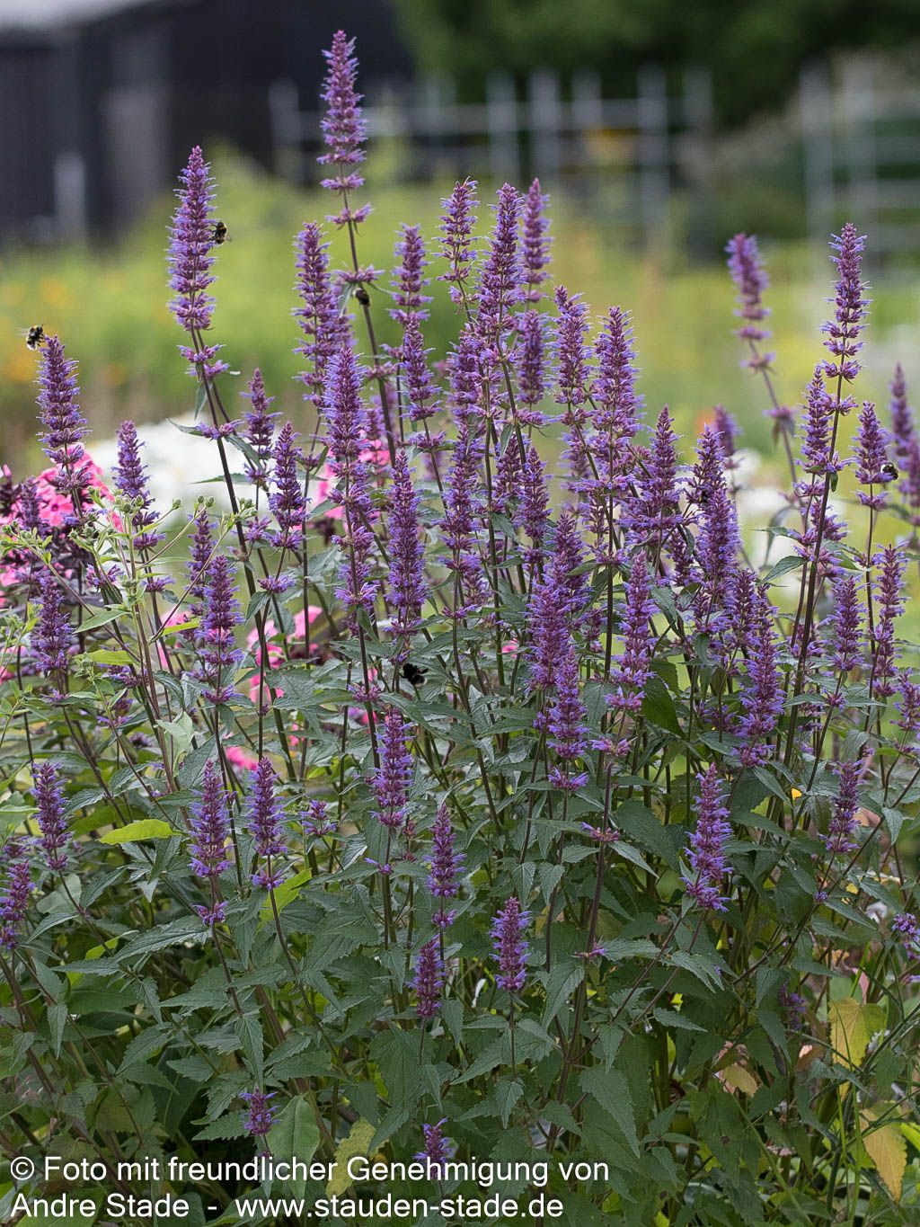 Duftnessel 'Purple Haze' (Agastache foeniculum)