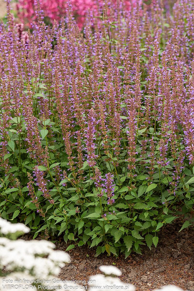 Duftnessel 'Purple Haze' (Agastache foeniculum)
