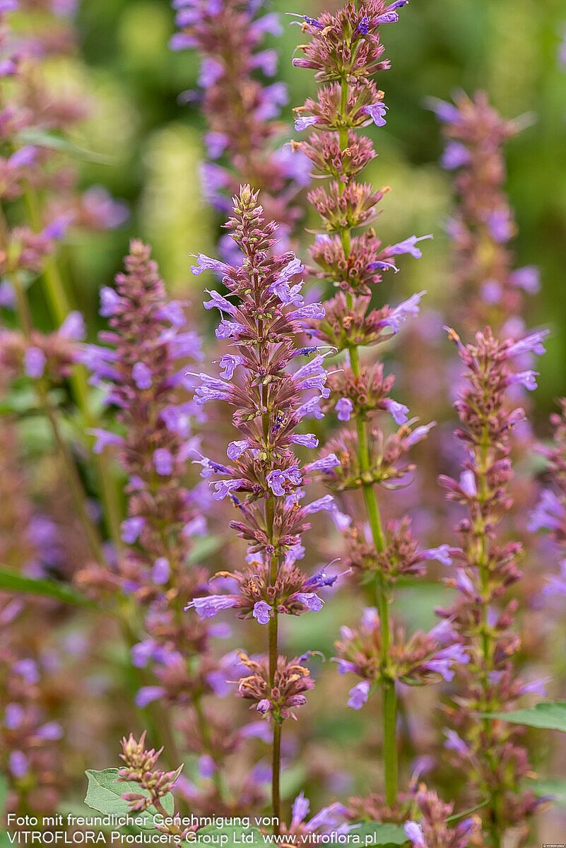 Duftnessel 'Purple Haze' (Agastache foeniculum)