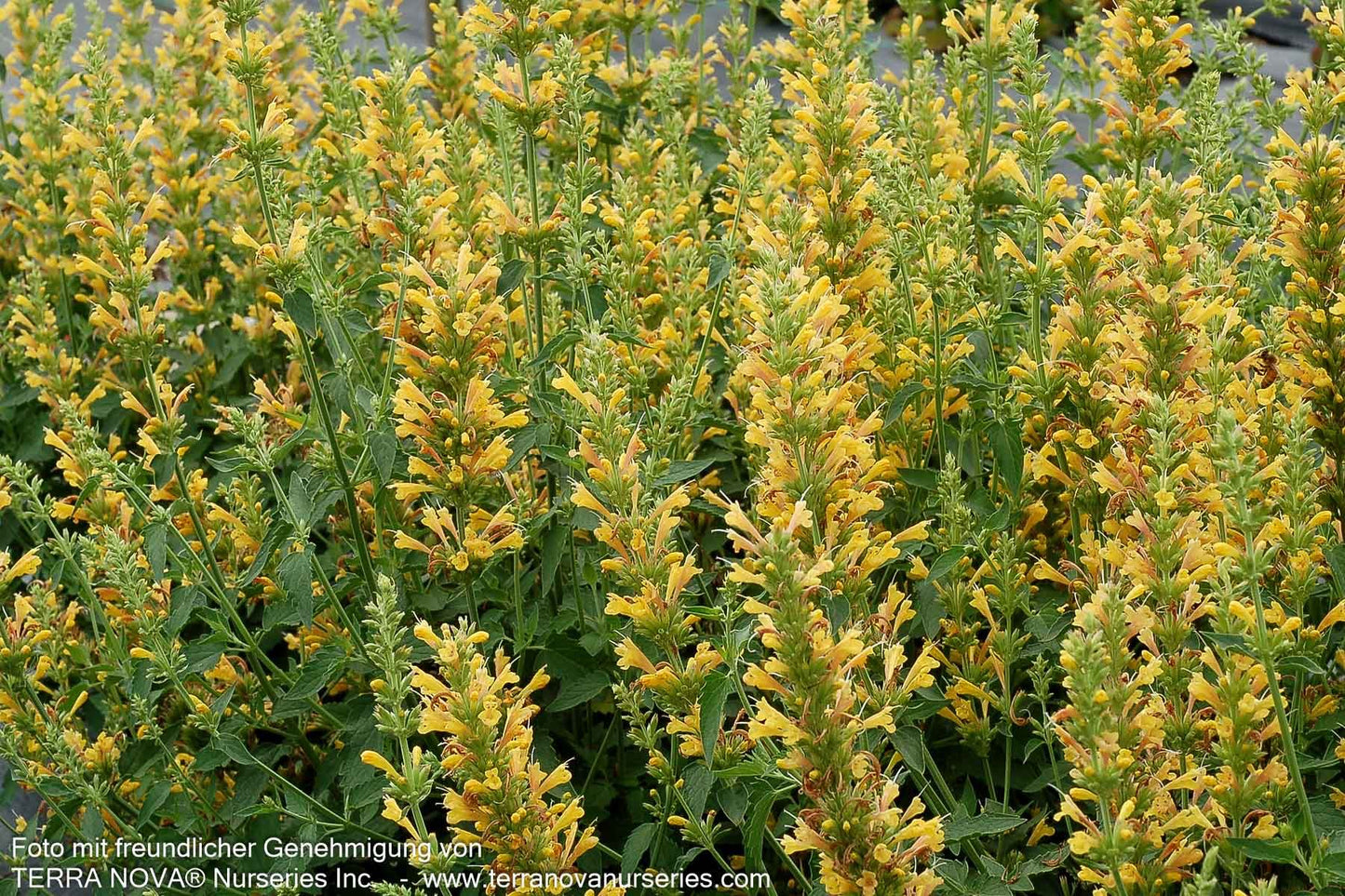 Duftnessel 'Yellow' (Agastache Kudos-Serie)