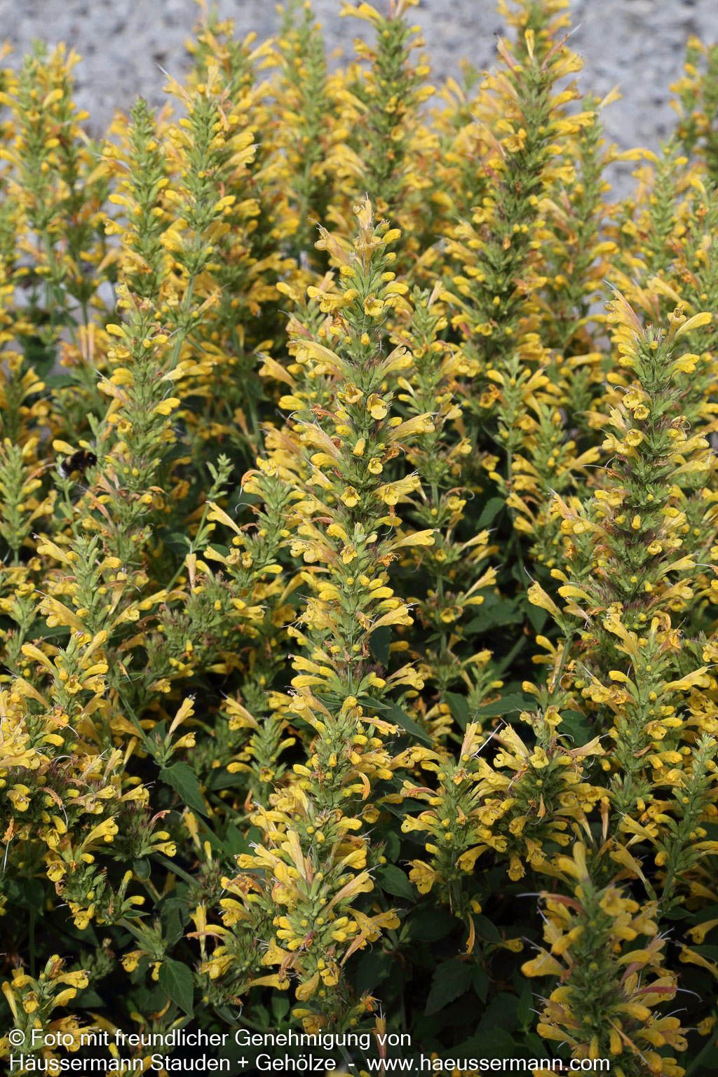 Duftnessel 'Yellow' (Agastache Kudos-Serie)