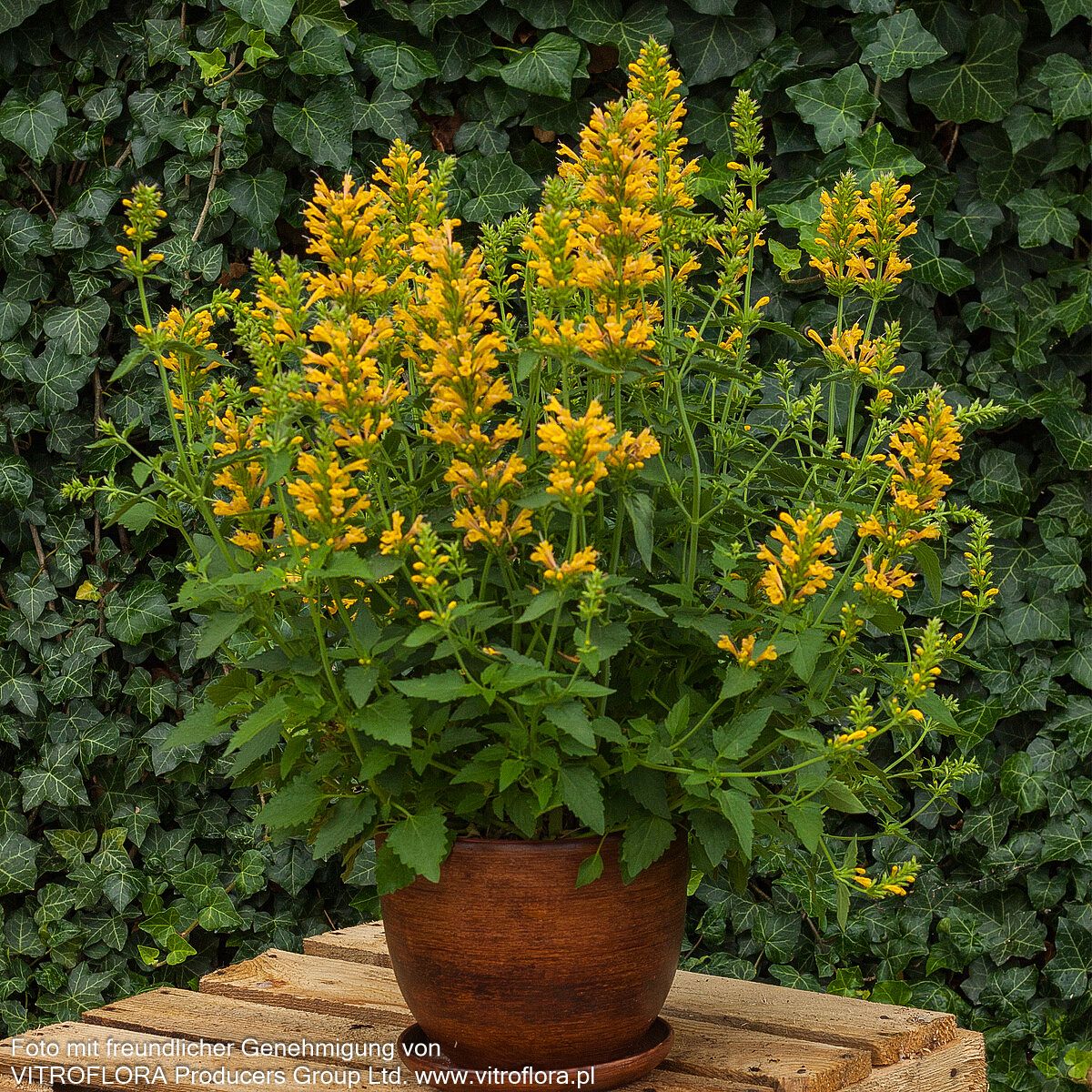 Duftnessel 'Yellow' (Agastache Kudos-Serie)