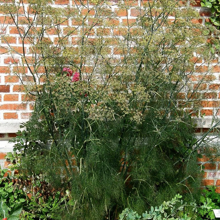 Dunkelblättriger Fenchel 'Atropurpureum' (Foeniculum vulgare)