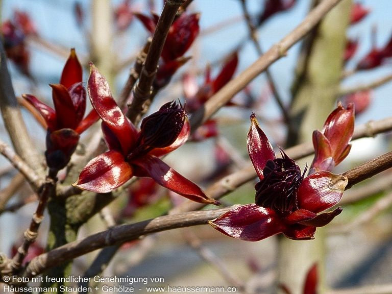 Dunkelroter Spitz-Ahorn 'Crimson Sentry' (Acer platanoides)