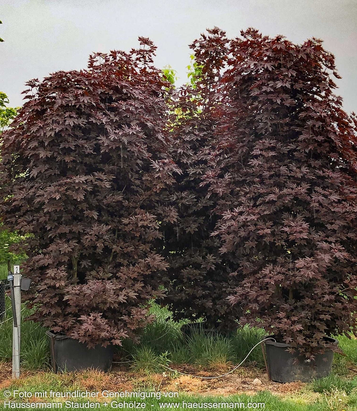 Dunkelroter Spitz-Ahorn 'Crimson Sentry' (Acer platanoides)