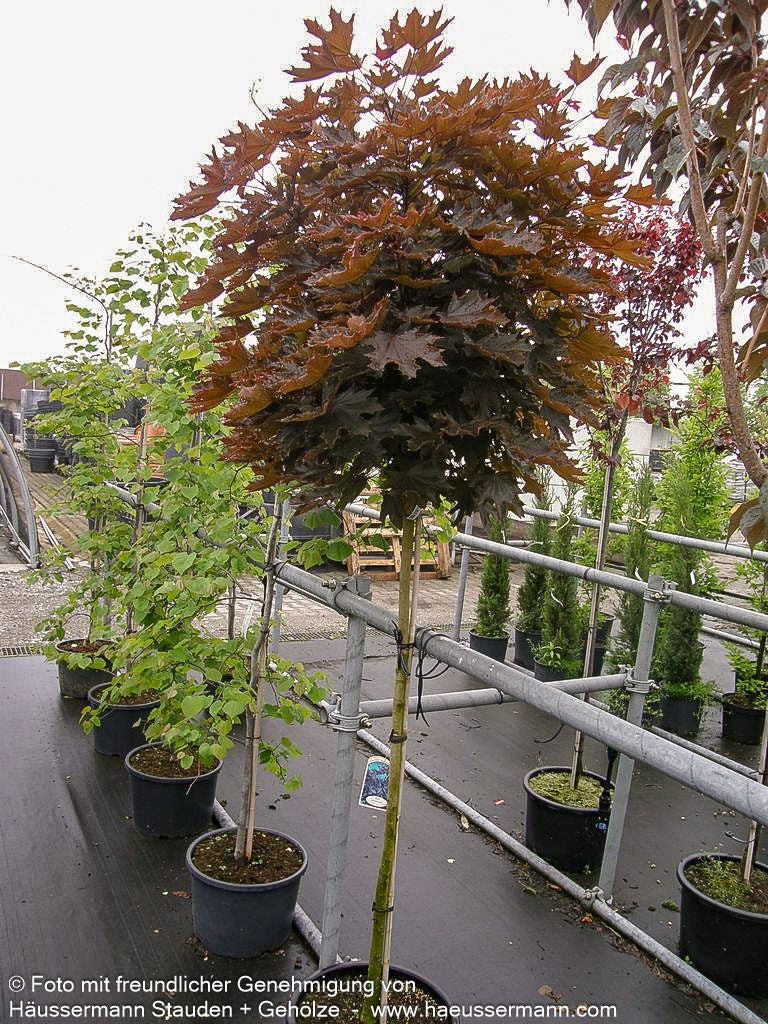Dunkelroter Spitz-Ahorn 'Crimson Sentry' (Acer platanoides)