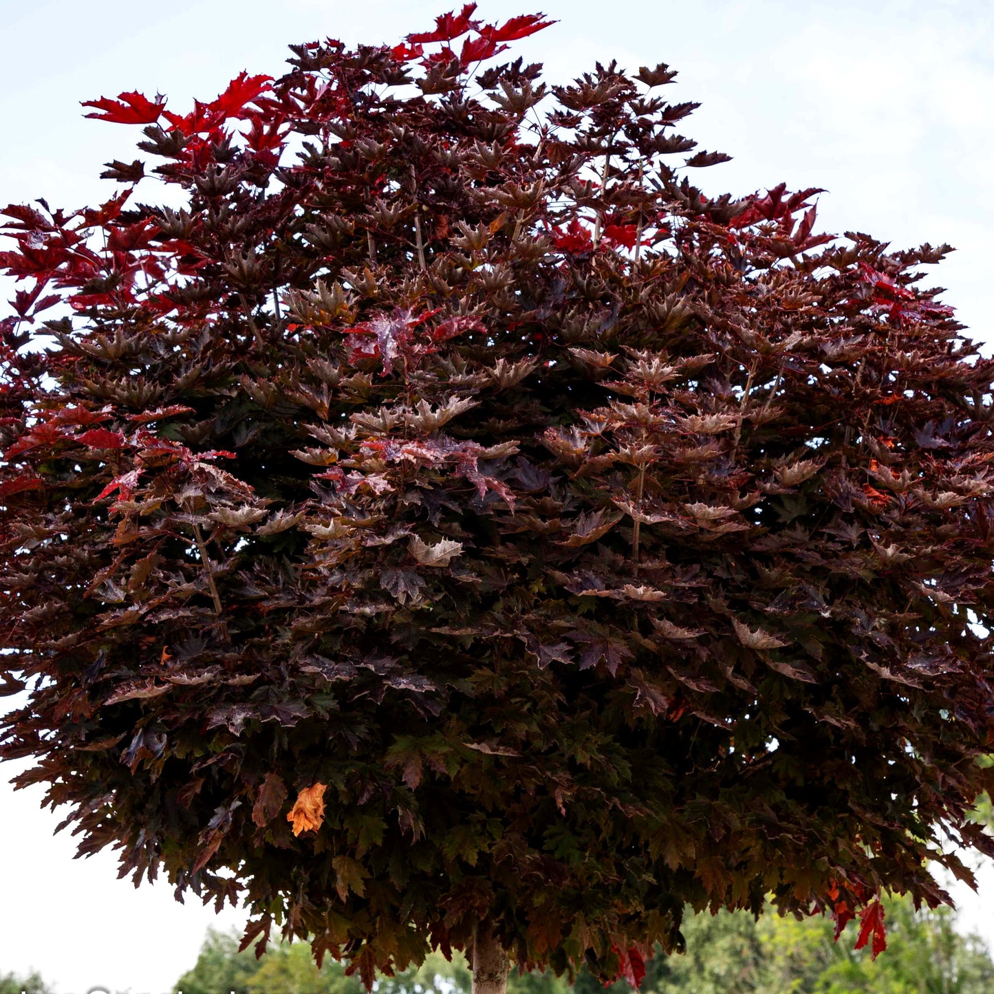 Dunkelroter Spitz-Ahorn 'Crimson Sentry' (Acer platanoides)