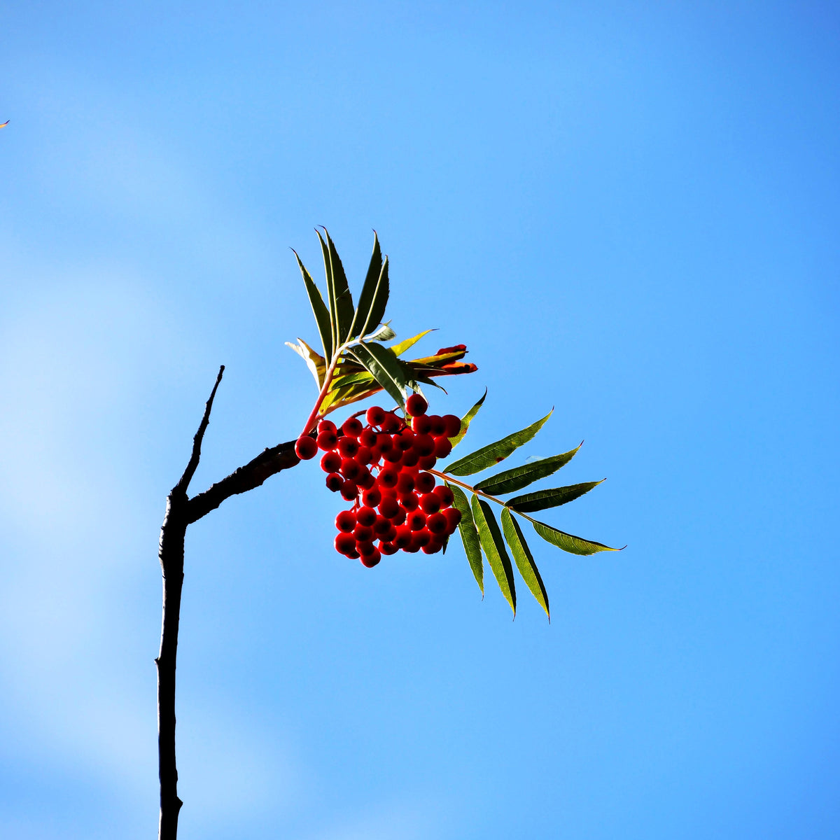 Eberesche 'Dodong' (Sorbus commixta)