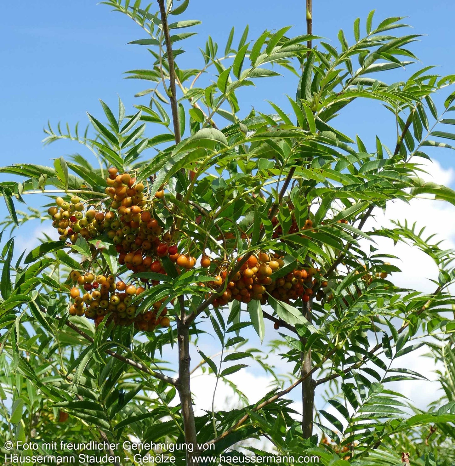 Eberesche 'Ulong' (Sorbus aucuparia)