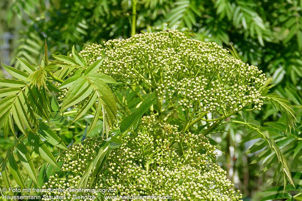 Eberesche 'Ulong' (Sorbus aucuparia)