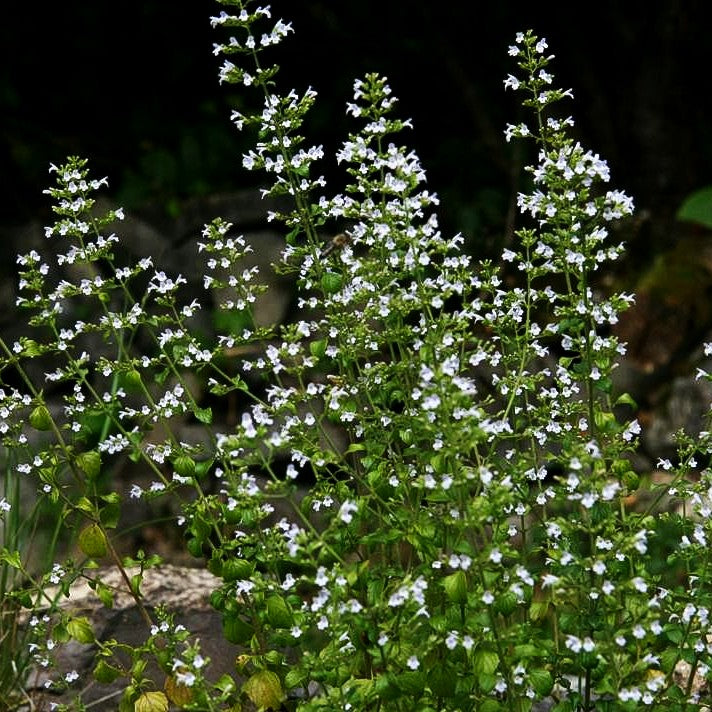 Echte Bergminze (Calamintha nepeta ssp.nepeta)