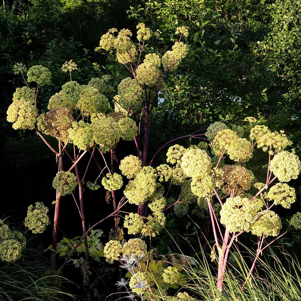 Echte Engelwurz (Angelica archangelica)