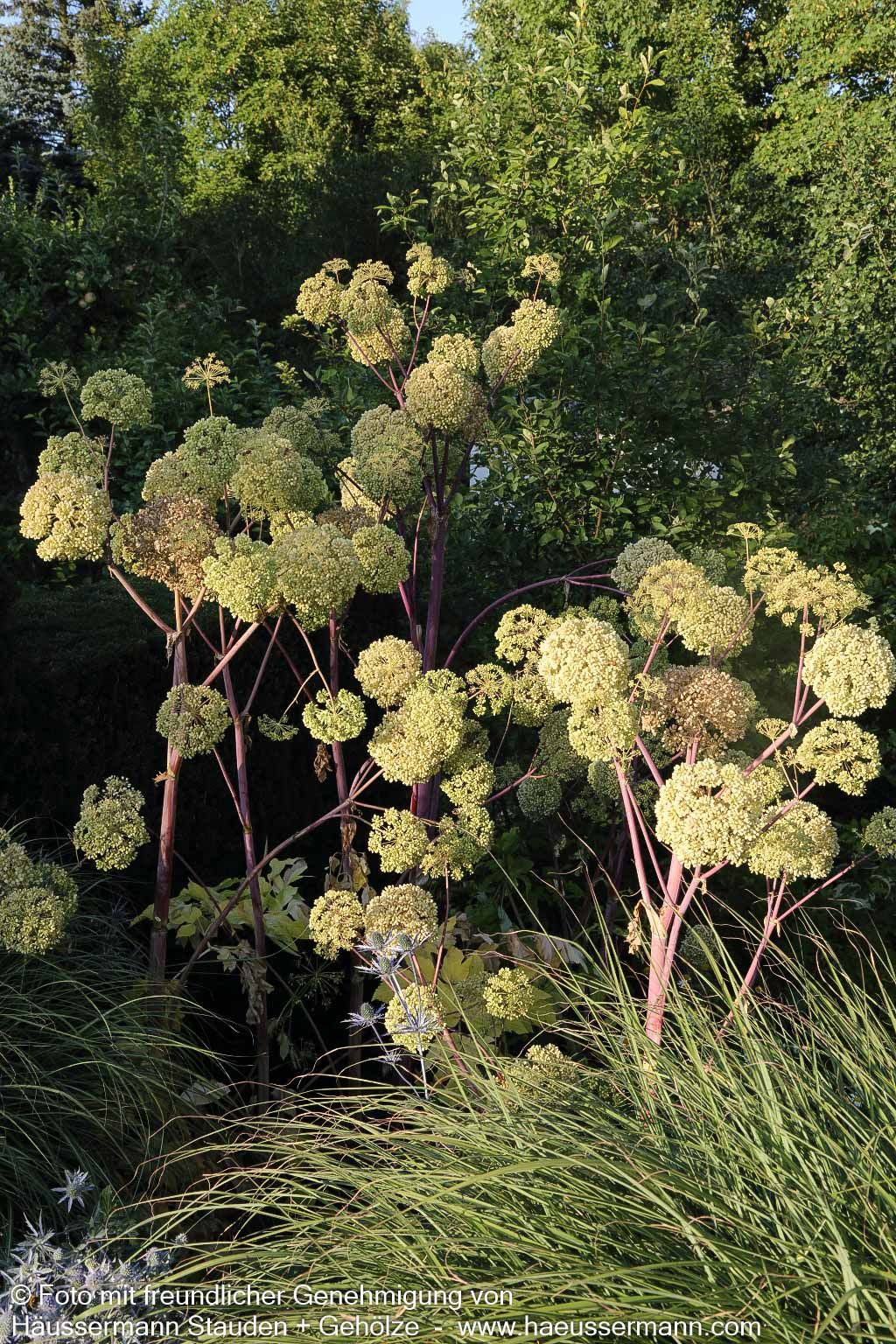 Echte Engelwurz (Angelica archangelica)