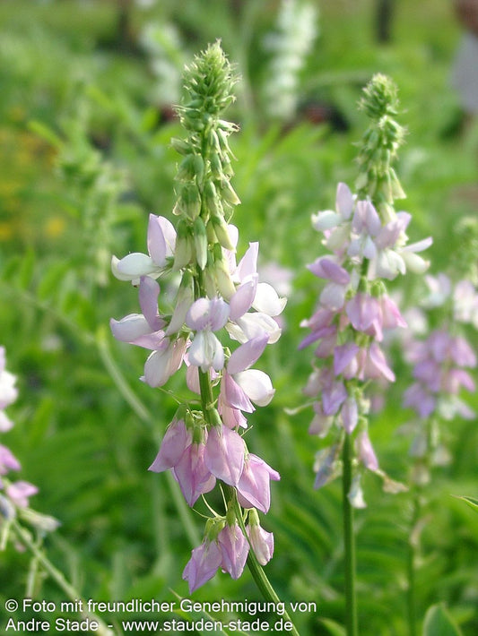 Echte Geißraute (Galega officinalis)