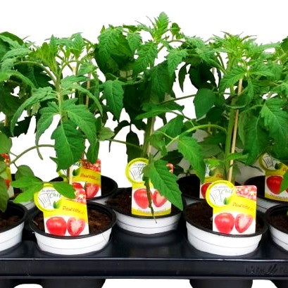 Echte Ochsenherztomate 'Fleurette' (Tomate)