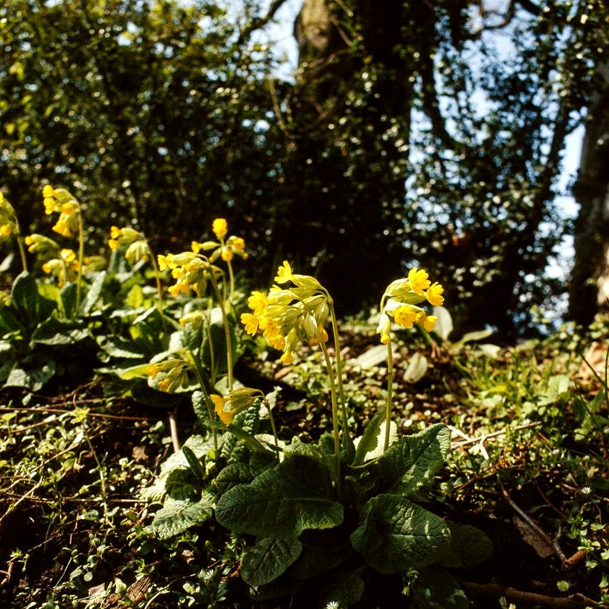 Echte Schlüsselblume (Primula veris ssp.veris)