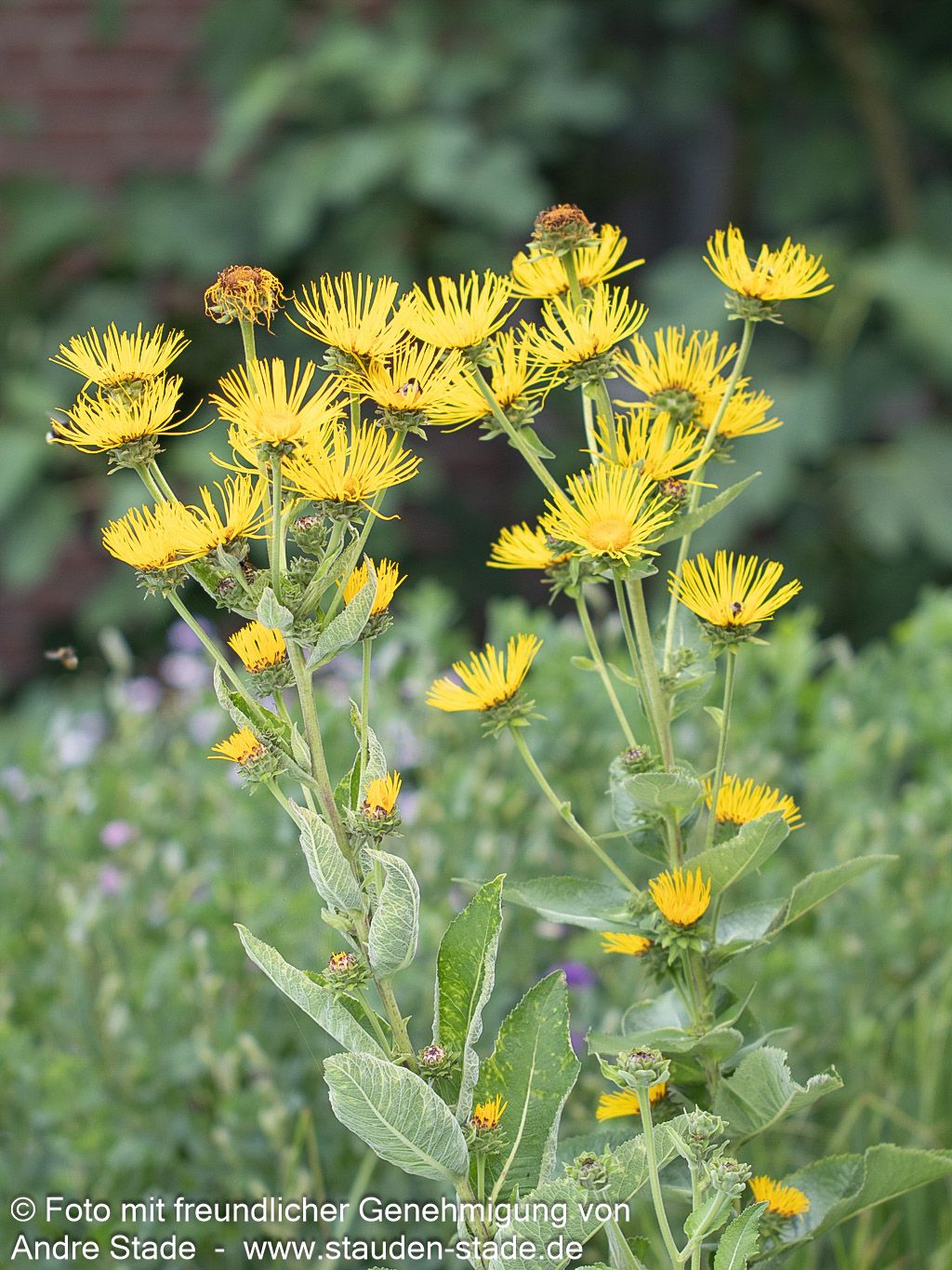 Echter Alant (Inula helenium)