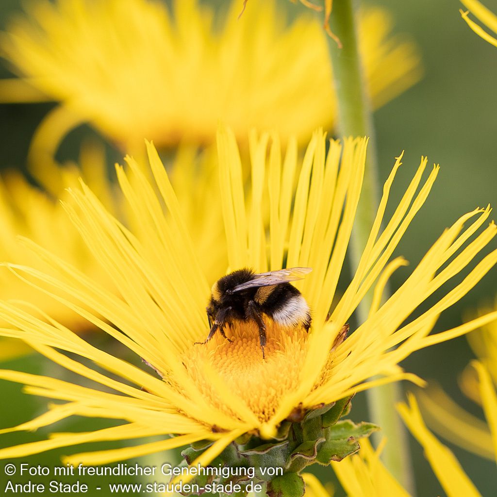 Echter Alant (Inula helenium)