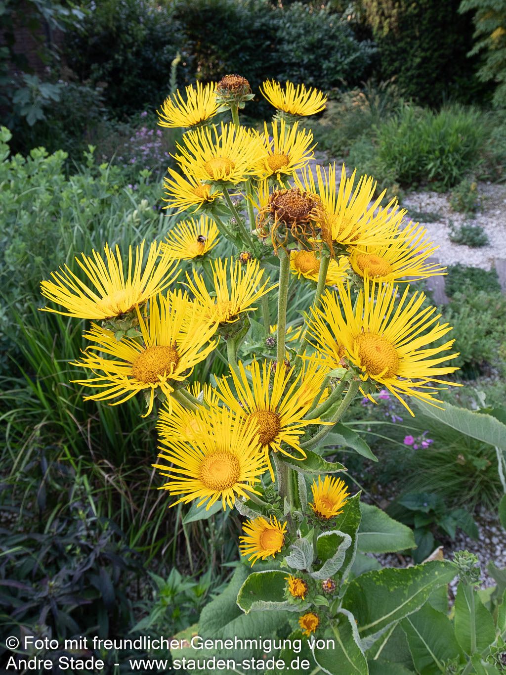 Echter Alant (Inula helenium)