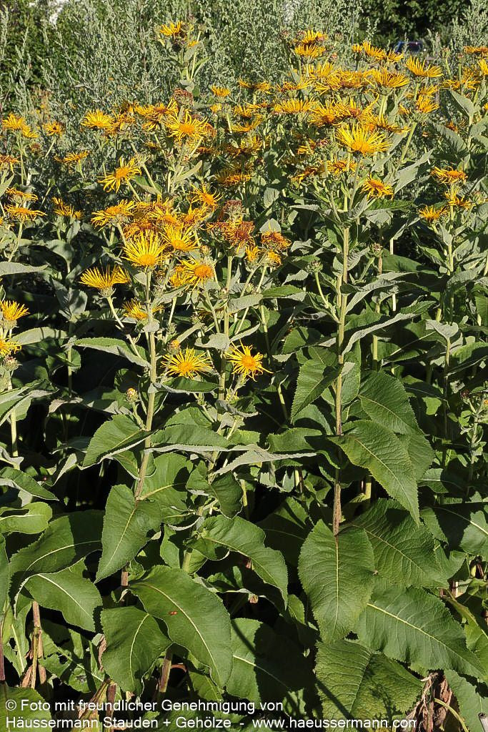 Echter Alant (Inula helenium)