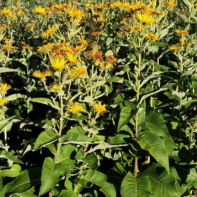 Echter Alant (Inula helenium)