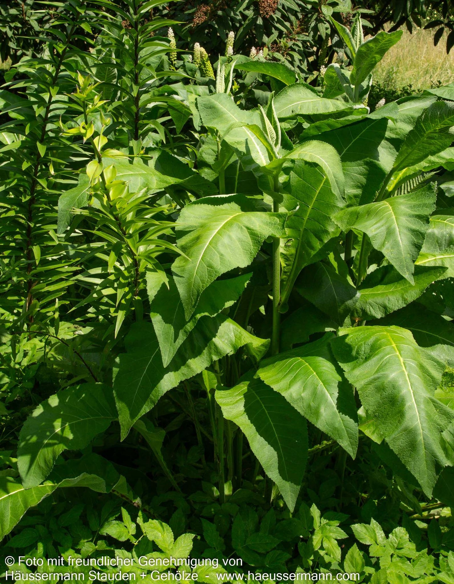 Echter Alant (Inula helenium)