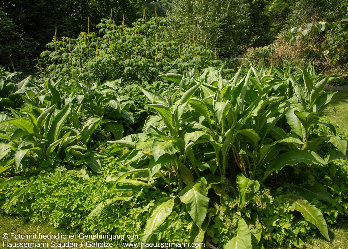 Echter Alant (Inula helenium)