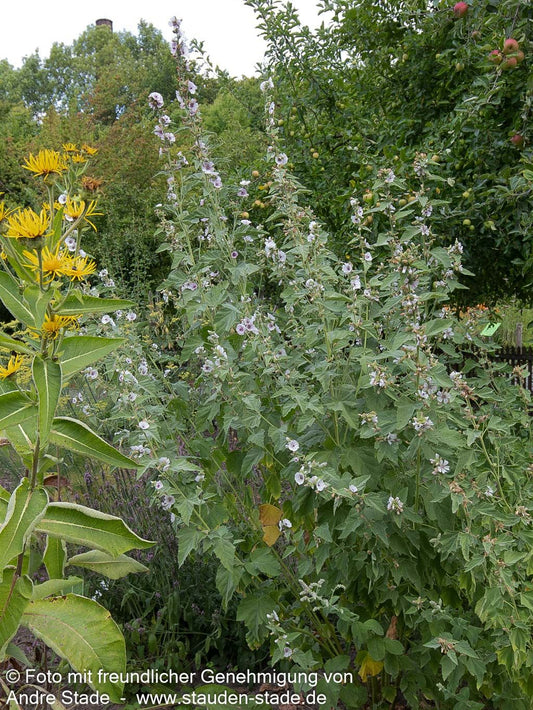 Echter Apotheker-Eibisch (Althaea officinalis)
