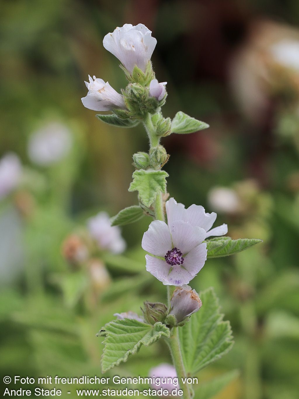 Echter Apotheker-Eibisch (Althaea officinalis)
