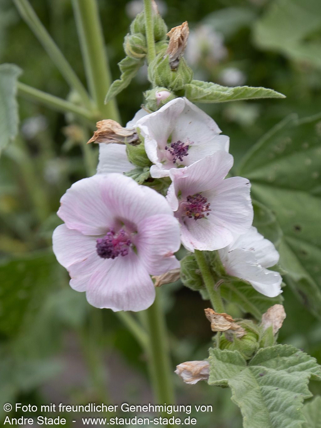 Echter Apotheker-Eibisch (Althaea officinalis)