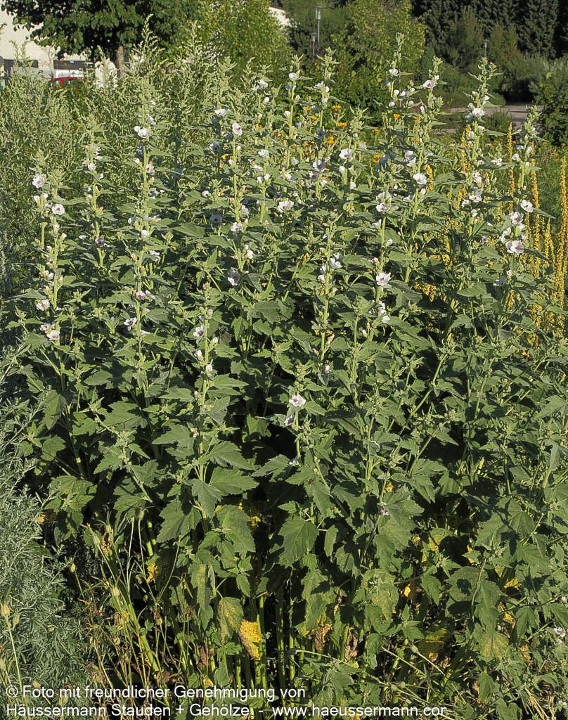 Echter Apotheker-Eibisch (Althaea officinalis)
