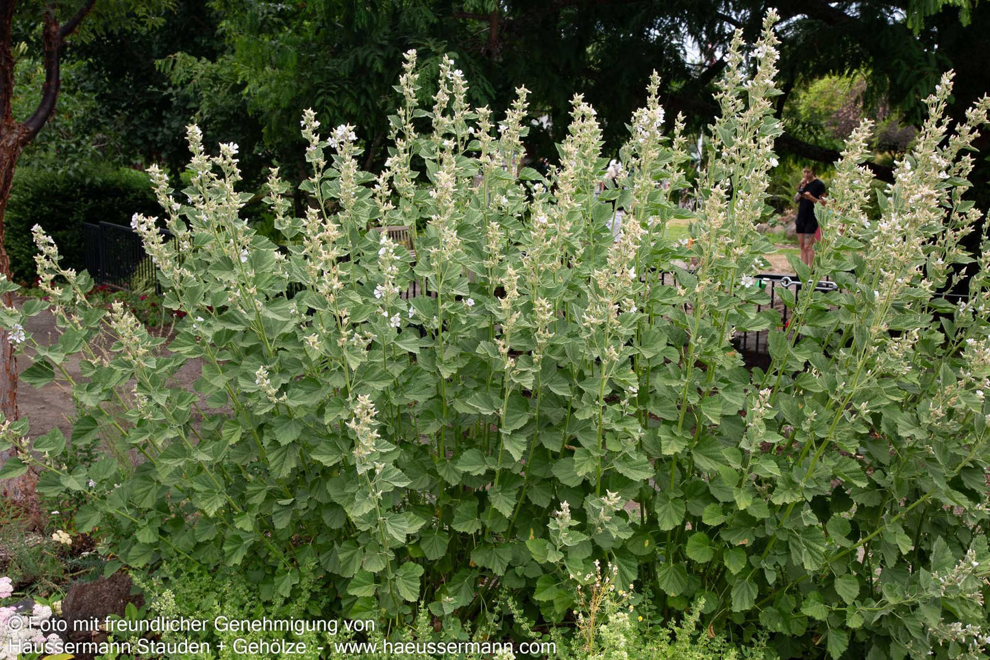 Echter Apotheker-Eibisch (Althaea officinalis)