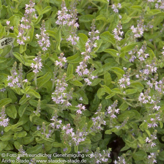 Echter Ehrenpreis (Veronica officinalis)