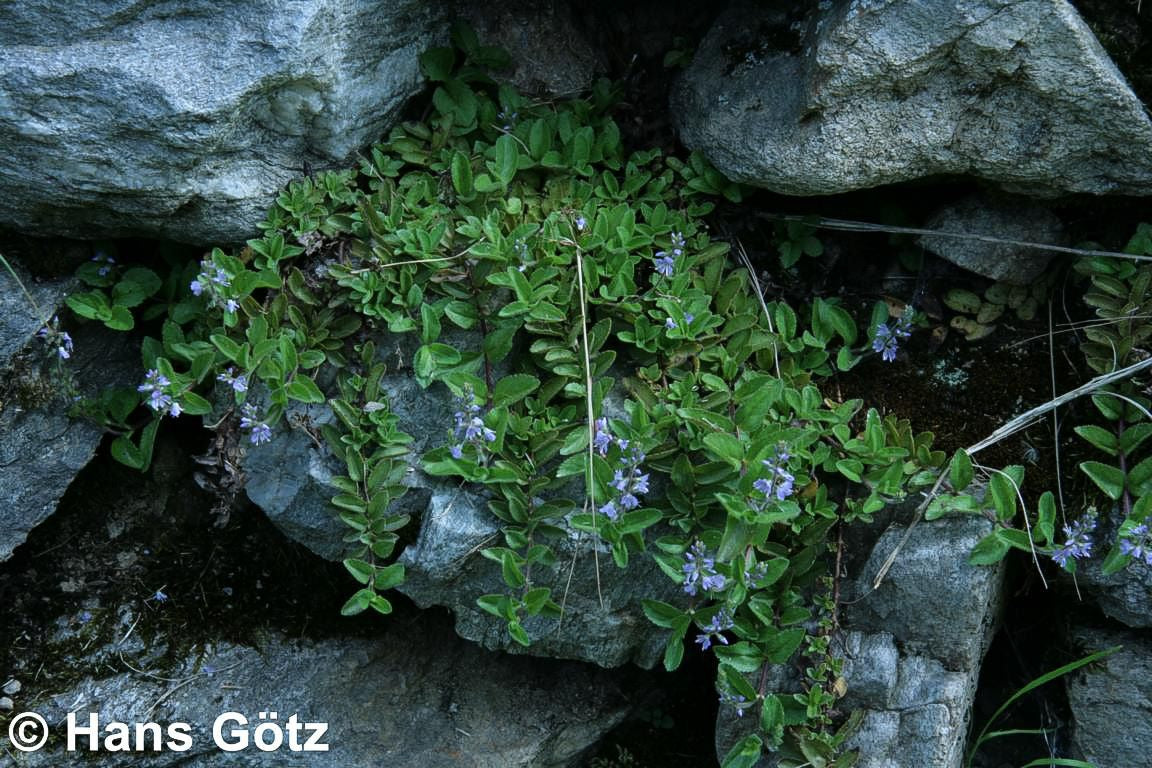 Echter Ehrenpreis (Veronica officinalis)